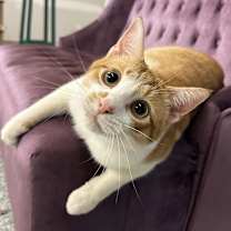 Thumbnail photo of Remus #3