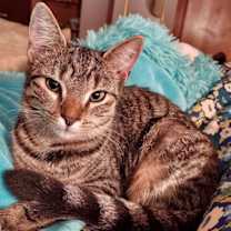 Thumbnail photo of Small Bob   5 Months #1