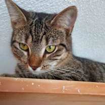 Thumbnail photo of Small Bob   5 Months #2