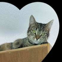 Thumbnail photo of Small Bob   5 Months #3