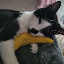 Thumbnail photo of MOE #1