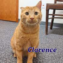 Thumbnail photo of Clarence #1
