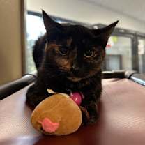 Thumbnail photo of Annabell #3