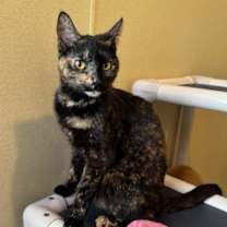 Thumbnail photo of Annabell #1