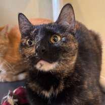 Thumbnail photo of Annabell #2