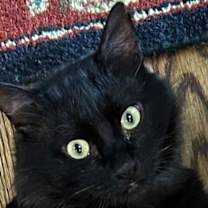 Thumbnail photo of TOM Albert - Black Beauty - Fun Comedy Routine! #1