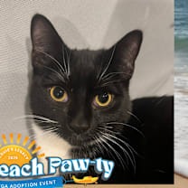 Thumbnail photo of Joey - $25 Sponsored Adoption Fee! #1