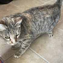 Thumbnail photo of Pebbles #2