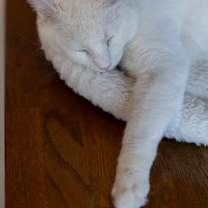 Thumbnail photo of Alaska #2