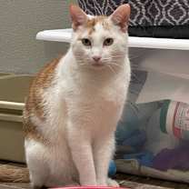 Thumbnail photo of Henry the Orange #2