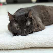 Thumbnail photo of Sitka #1