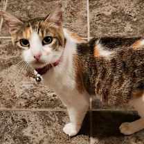 Thumbnail photo of Myrtle, Dog Friendly! #4