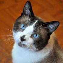 Thumbnail photo of Kitty Snowshoe #1