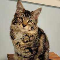 Thumbnail photo of Chenille #1