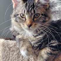 Thumbnail photo of Chenille #2