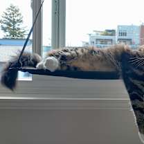 Thumbnail photo of Chenille #3