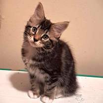 Thumbnail photo of Chenille #4