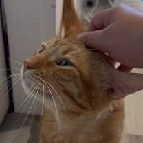 Thumbnail photo of Garfield (CL-L) #2