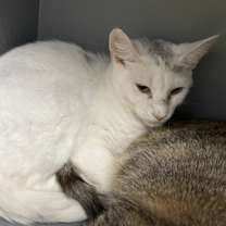 Thumbnail photo of Jinx #2