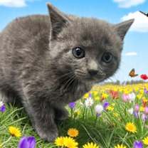 Thumbnail photo of Babs #1