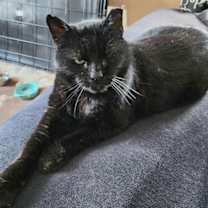 Thumbnail photo of Noche #3