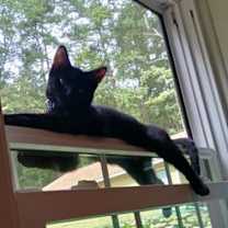 Thumbnail photo of Jasmine #3