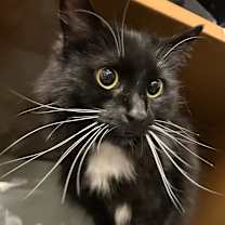 Thumbnail photo of MITTENS now HANA #2