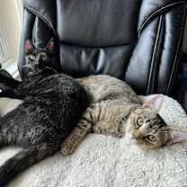 Thumbnail photo of Cleo #3