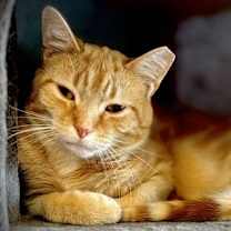 Thumbnail photo of Roman #1