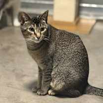 Thumbnail photo of Darcy #1