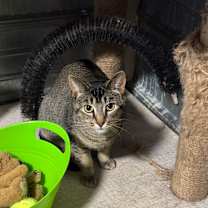 Thumbnail photo of Darcy #3