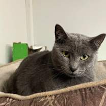 Thumbnail photo of Dolly #1