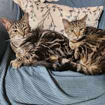 Thumbnail photo of Hawthorn #2