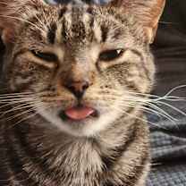 Thumbnail photo of Hawthorn #3