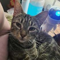 Thumbnail photo of Hawthorn #4