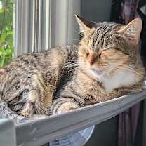 Thumbnail photo of Summer Squash #1