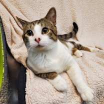 Thumbnail photo of Ike #3