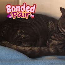 Thumbnail photo of Wolfey #1