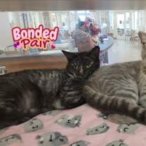 Thumbnail photo of Wolfey #2