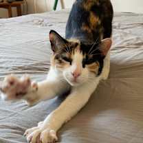 Thumbnail photo of Calypso #2