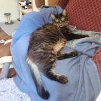 Thumbnail photo of Ziggy Mama #2