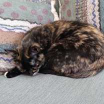 Thumbnail photo of Lucy #2