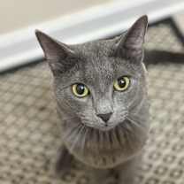 Thumbnail photo of Chimu #1