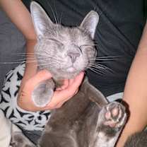 Thumbnail photo of Chimu #3