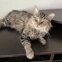 Thumbnail photo of Pippa #1