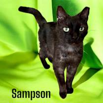 Thumbnail photo of Sampson #1