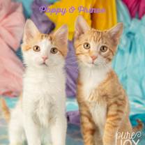 Thumbnail photo of Prince #1