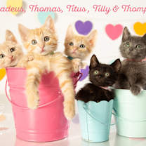 Thumbnail photo of Titus #4