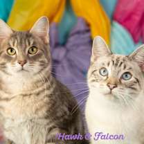 Thumbnail photo of Hawk #3