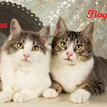 Thumbnail photo of Floyd #2